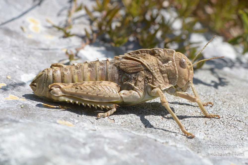 Prionotropis hystrix hystrix ♀ - HR, Istrien, Mala Učka, 21.07.2015