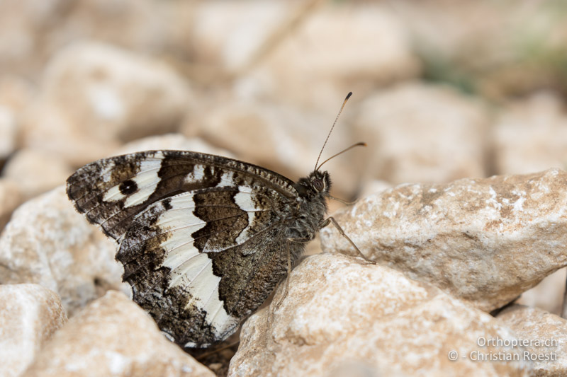 Weisser Waldportier (Brintesia circe) - HR, Istrien, Premantura, Gornji Kamenjak, 20.06.2016