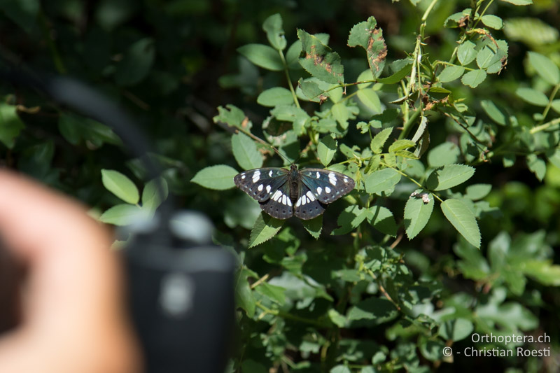 Lange blieb er trotz der Abkühlung nicht sitzen, der Blauschwarze Eisvogel (Limenitis reducta) - HR, Istrien, Ponte Porton, 23.06.2016