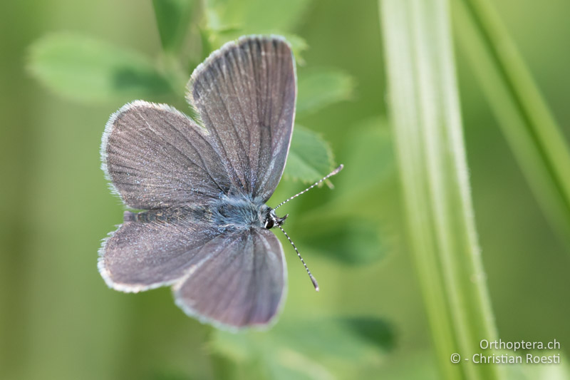 Zwerg-Bläuling (Cupido minimus) - HR, Istrien, Račja Vas 25.06.2016