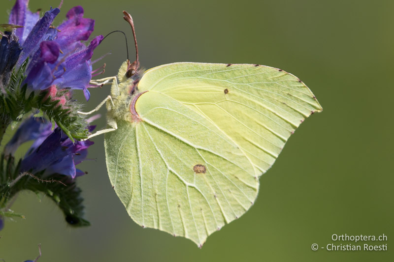 Zitronenfalter (Gonepteryx rhamni) - HR, Istrien, Račja Vas 25.06.2016