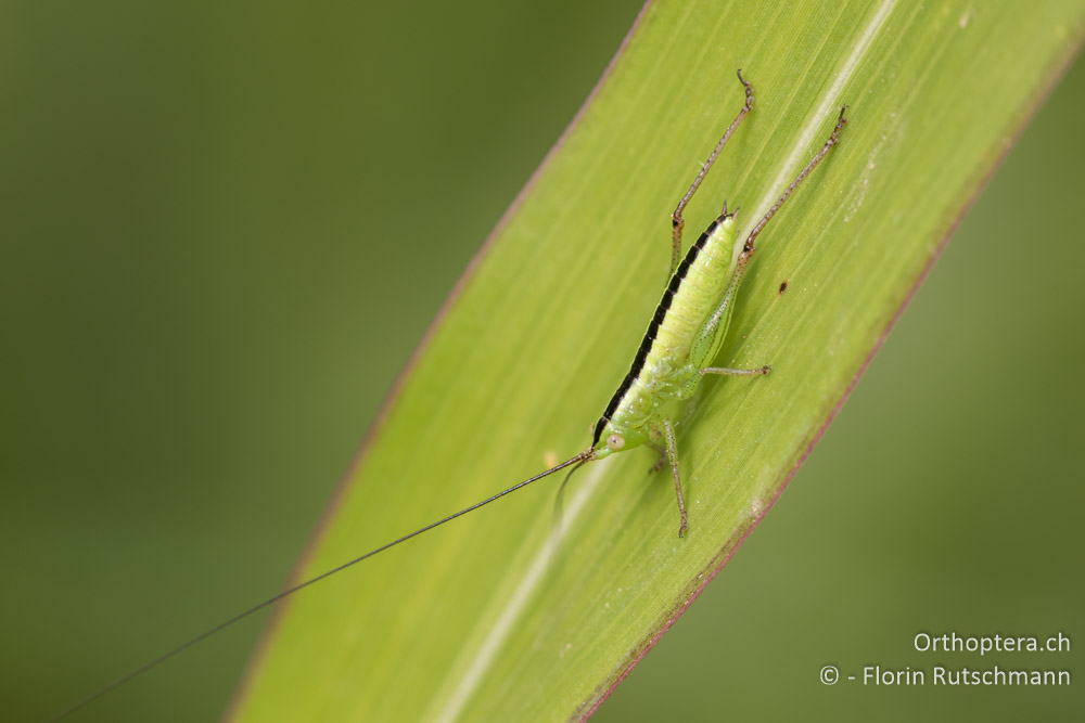 Nymphe der Langflügeligen Schwertschrecke (Conocephalus fuscus) - HR, Istrien, Motovun, 16.06.2016