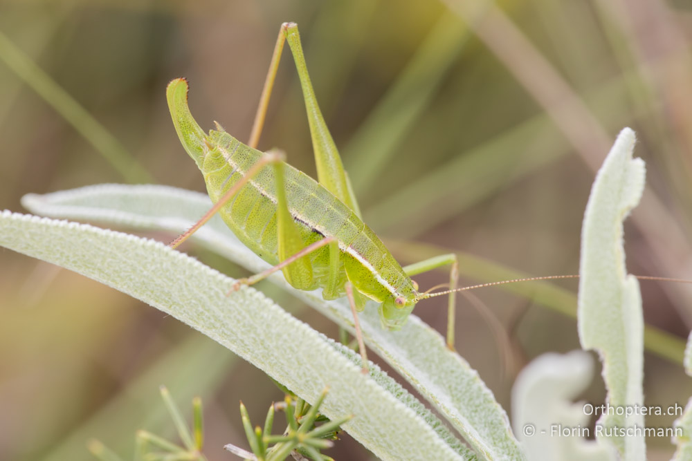 Kleine Buntschrecke (Poecilimon elegans) ♀ - HR, Istrien, Premantura, 20.06.2016
