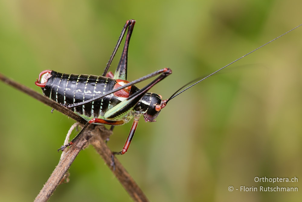 Dunkle Säbelschrecke (Barbitistes ocskayi) ♂ - HR, Istrien, Mutvoran, 20.06.2016
