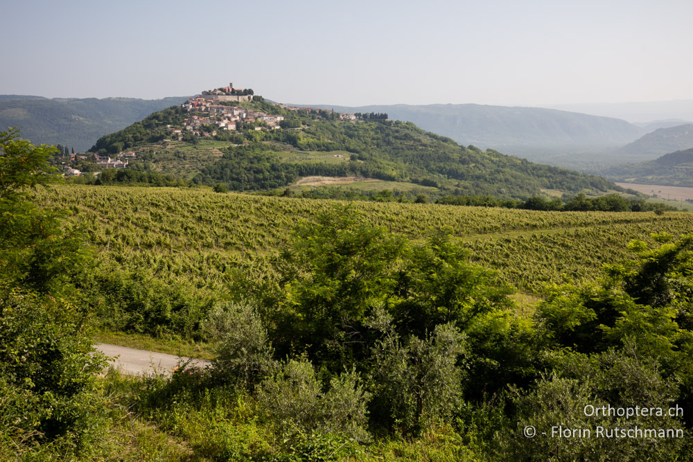 Das Städtchen Motovun - HR, Istrien, Motovun, 23.06.2016