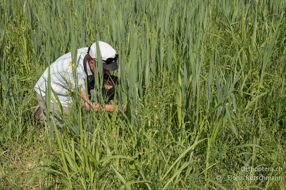 Da war doch was im Gras! - HR, Istrien, Motovun, 23.06.2016