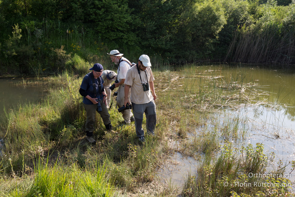 Auf der Suche nach Tetrix ceperoi wird das Gras der Ufervegetation wie bei einer Herde Büffel niedergewalzt - HR, Istrien, Cerovlje, 24.06.2016