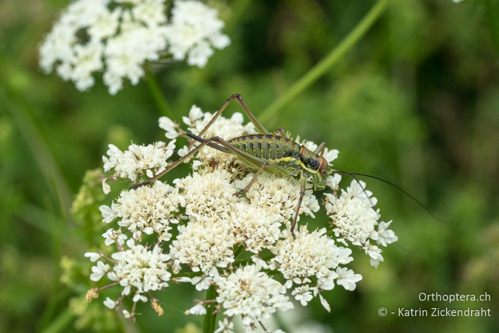 Ephippiger discoidalis ♀, Larve - HR, Istrien, Mutvoran, 20.06.2016