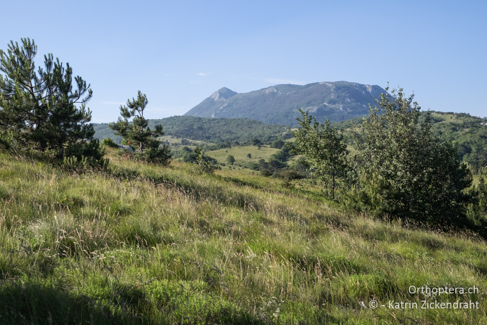 Lebensraum von Ortolan und Schwarzstirnwürger - HR, Primorje-gorski Kotar, Mala Učka, 22.06.2016