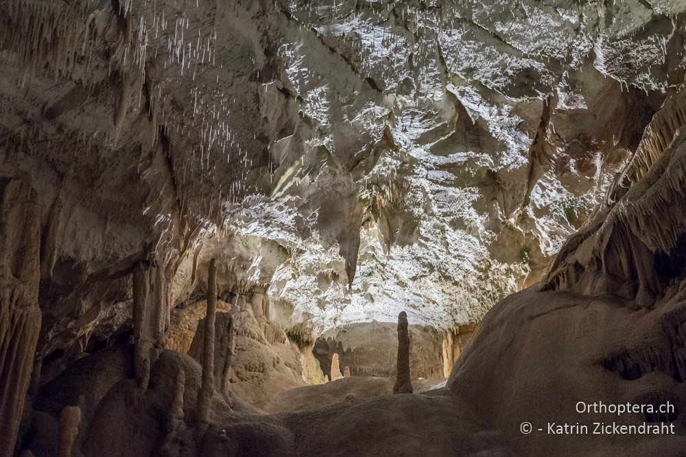 In der Unterwelt der berühmten Grottenolm-Höhle - SLO, Postojna, Postojnska jama, 26.06.2016