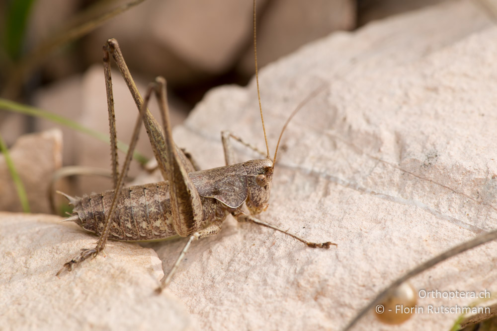 Rhacocleis neglecta ♂ - IT, Marken, Cacciano, 24.09.2014