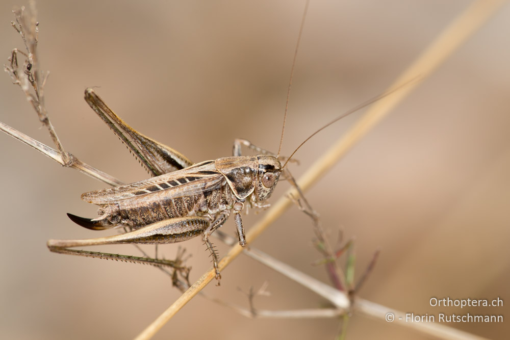 Tessellana tessellata ♀ - IT, Marken, Cacciano, 24.09.2014