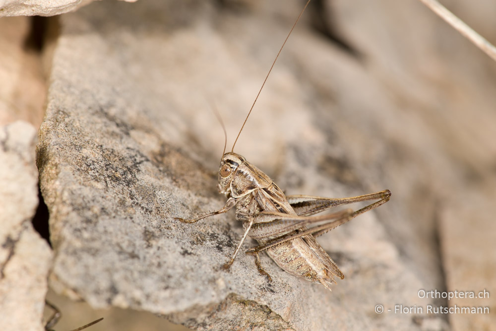 Tessellana tessellata ♂ - IT, Marken, Cacciano, 24.09.2014