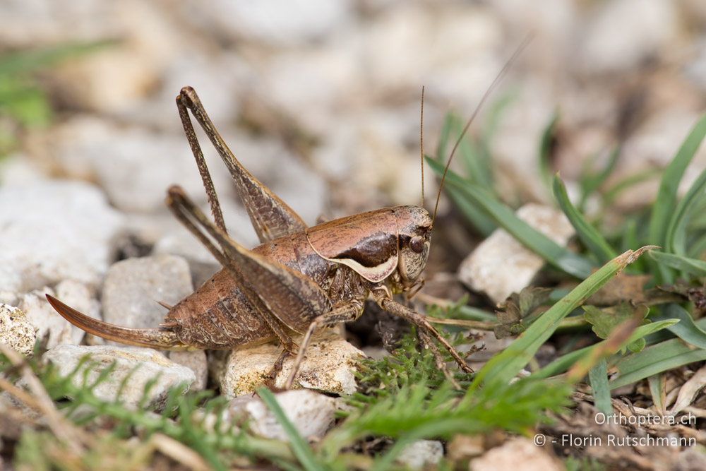 Pholidoptera fallax ♀ - IT, Marken, Cacciano, 25.09.2014