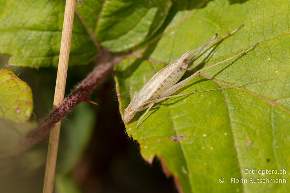 Oecanthus pellucens ♀ - IT, Umbrien, Mt. Cucco, 26.09.2014