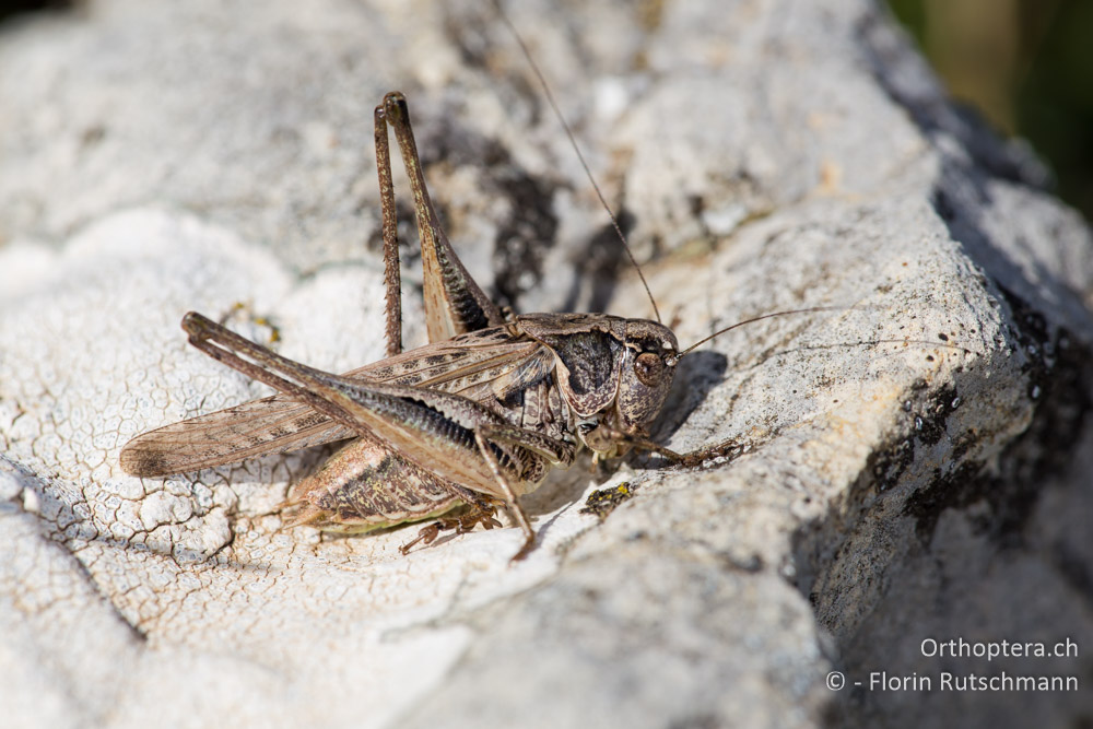 Platycleis grisea ♂ - IT, Umbrien, Mt. Cucco, 26.09.2014