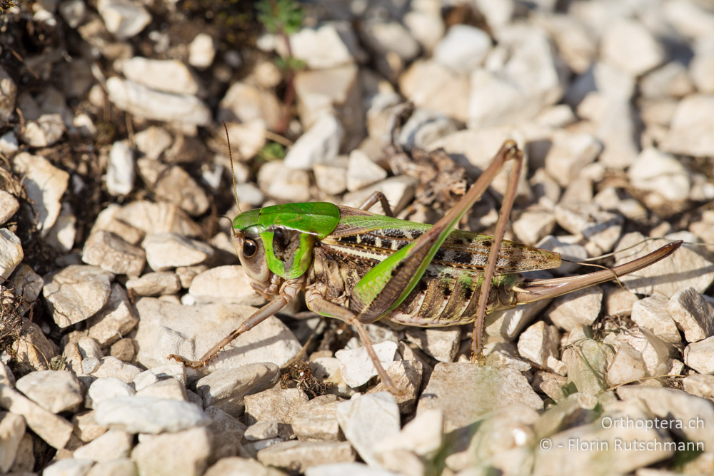 Decticus verrucivorus ♀ - IT, Umbrien, Mt. Cucco, 26.09.2014