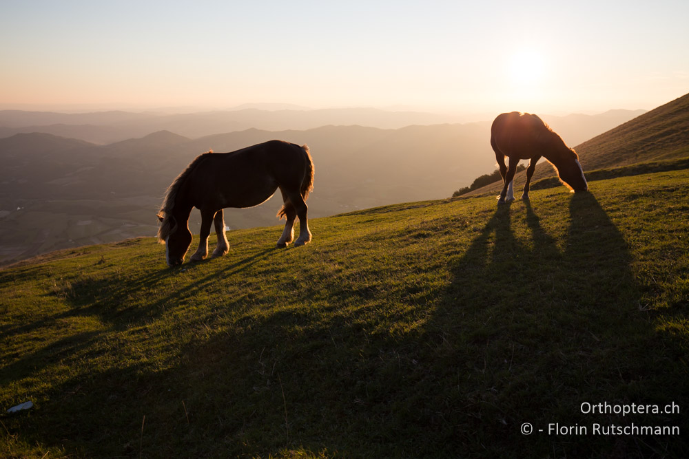 Abendstimmung - IT, Umbrien, Mt. Cucco, 26.09.2014