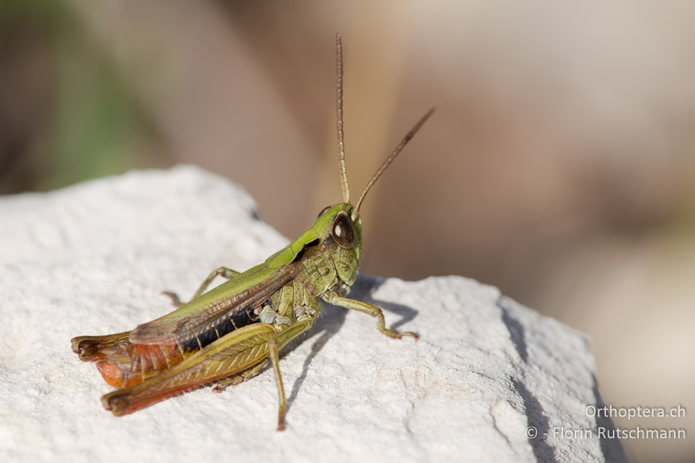 Chorthippus dorsatus ♂ - IT, Marken, Mt. Catria, 27.09.2014