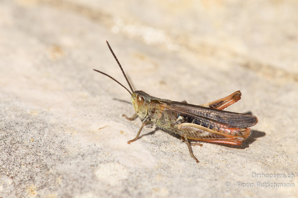 Chorthippus rubratibialis ♂ - IT, Marken, Mt. Catria, 27.09.2014