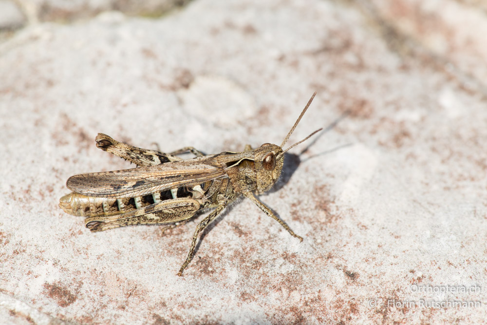Chorthippus rubratibialis ♀ - IT, Marken, Mt. Catria, 27.09.2014
