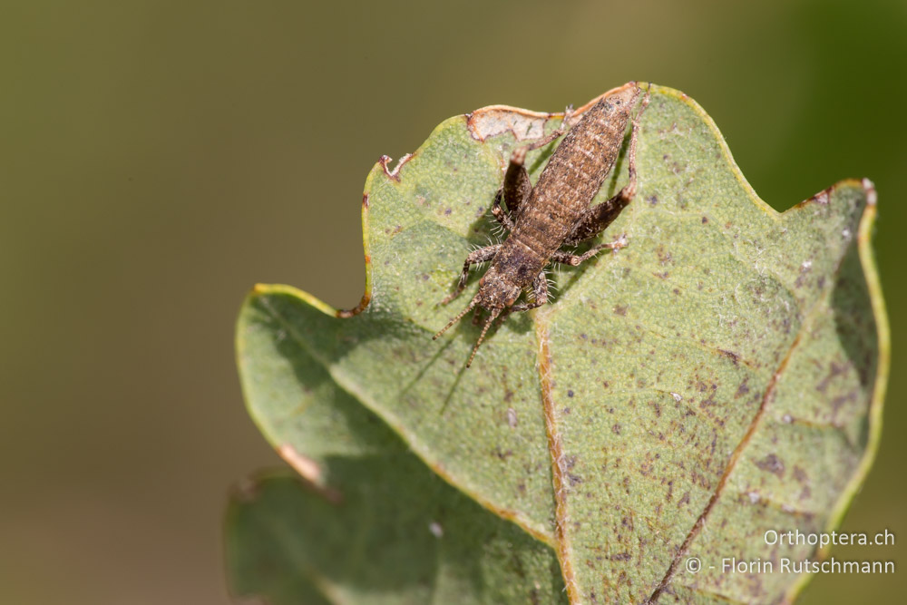 Arachnocephalus vestitus ♂ - IT, Marken, Fabriano, 28.09.2014