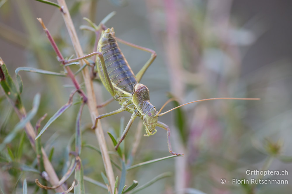 Ephippiger ruffoi ♂ - IT, Marken, Sibyllini-Gebirge, 29.09.2014