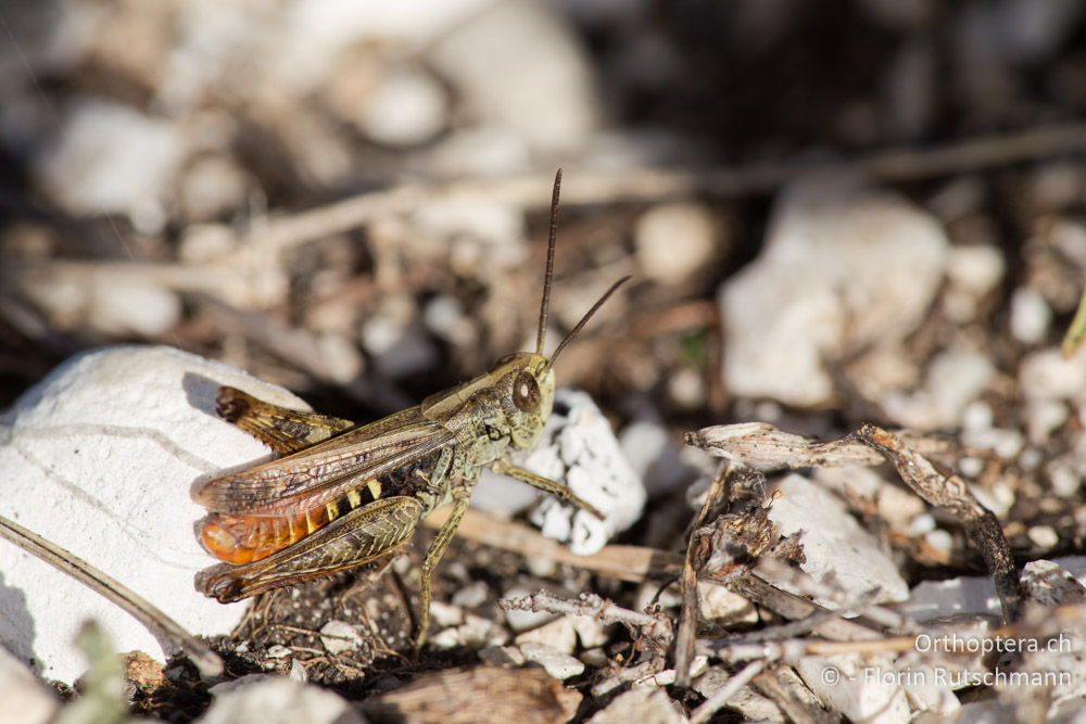 Omocestus haemorhoidalis ♂ - IT, Marken, Sibyllini-Gebirge, 29.09.2014