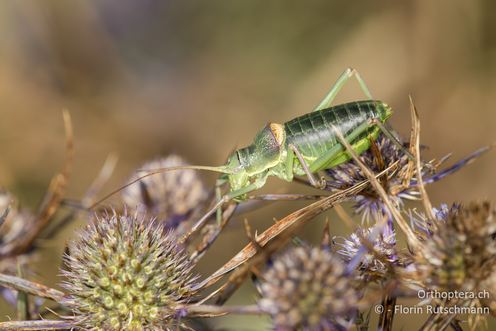 Ephippiger ruffoi ♂ - IT, Marken, Sibyllini-Gebirge, 29.09.2014