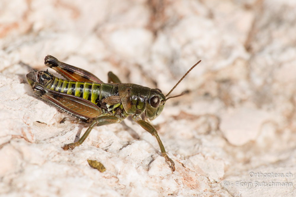 Podisma goidanichi ♂ - IT, Marken, Sibyllini-Gebirge, 29.09.2014