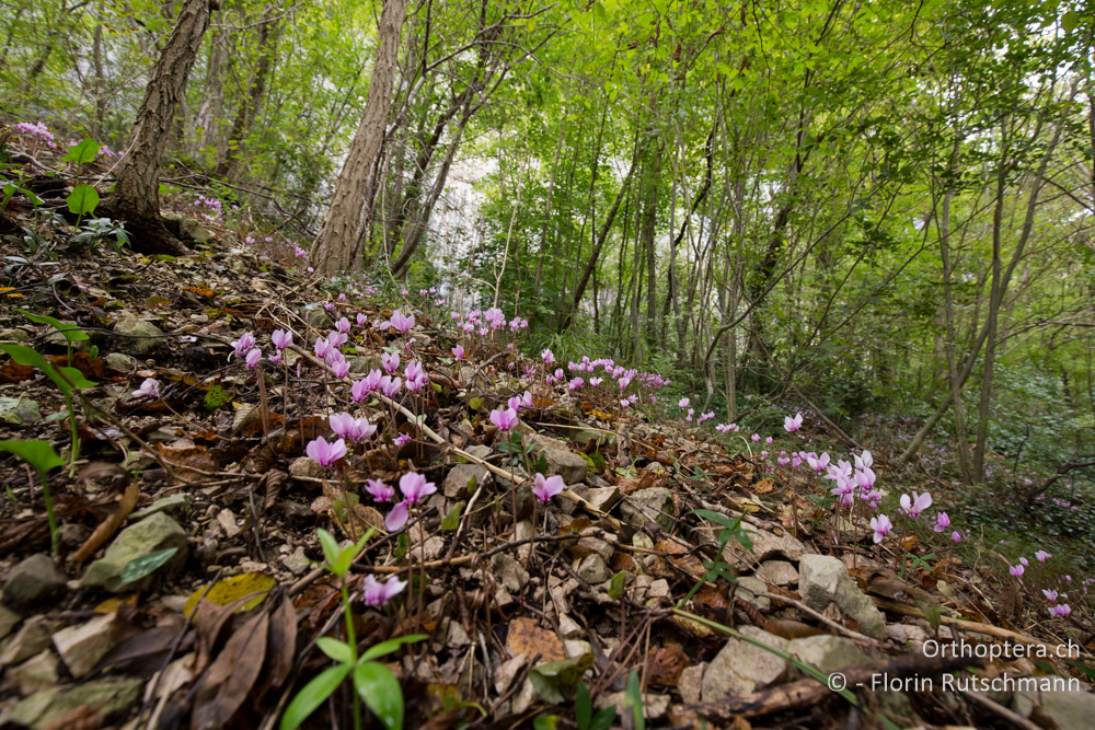 Alpenveilchen - IT, Marken, Fabriano, 03.10.2014