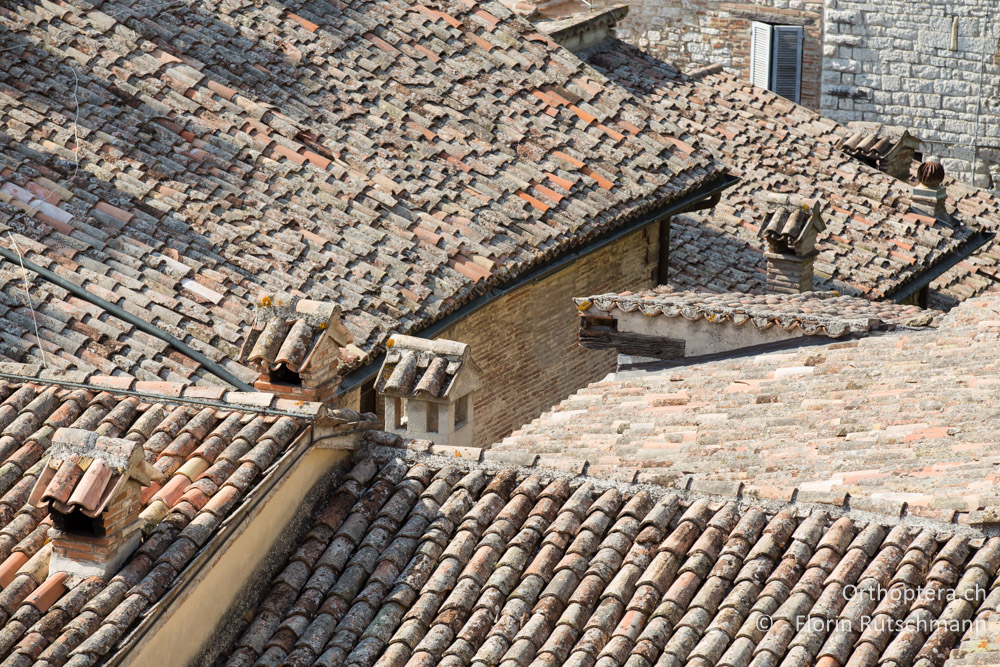 Dächerlandschaft - IT, Umbrien, Gubbio, 04.10.2014