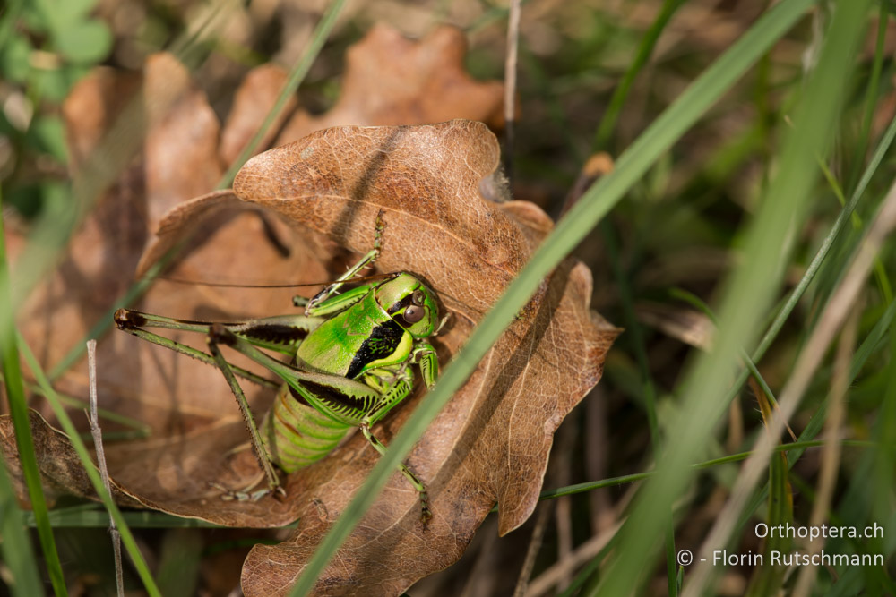 Eupholidoptera danconai ♂ - IT, Marken, Fabriano, 06.10.2014