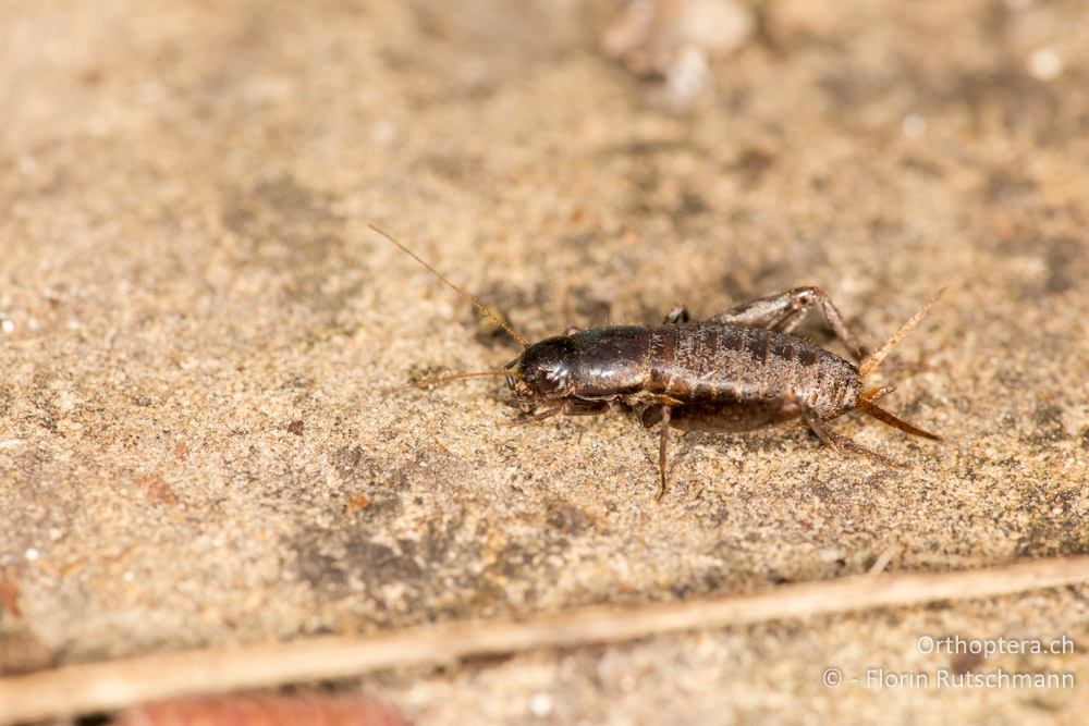 Mogoplistes brunneus ♀ - IT, Marken, Fabriano, 08.10.2014