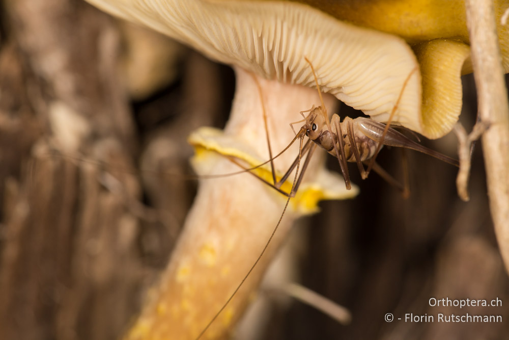 Dolichopoda laetitiae ♂ Larve - IT, Marken, Fabriano, 08.10.2014