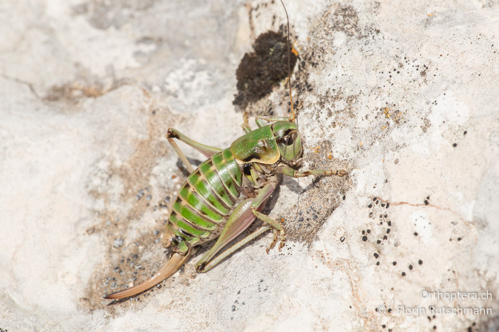 Anonconotus sibyllinus ♀ - IT, Marken, Sibyllini-Gebirge, 09.10.2014