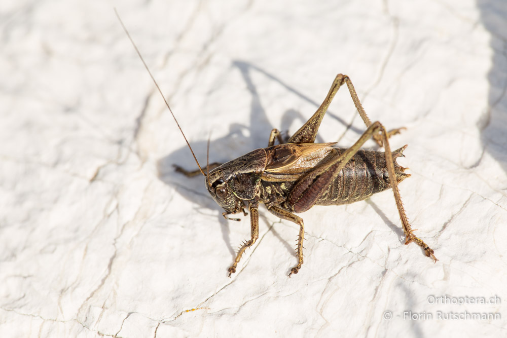 Metrioptera caprai ♂ - IT, Marken, Sibyllini-Gebirge, 09.10.2014