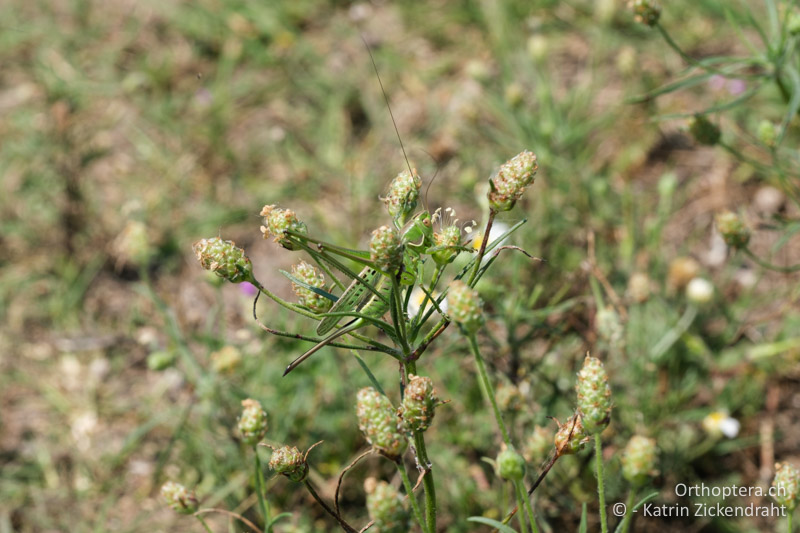 Heideschrecke (Gampsocleis glabra), Weibchen