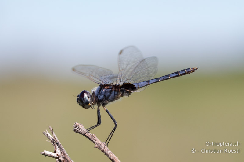 Urothemis edwardsii, Blue Basker ♂ - SA, Limpopo, Nylsvlei Nature Reserve, 30.12.2014