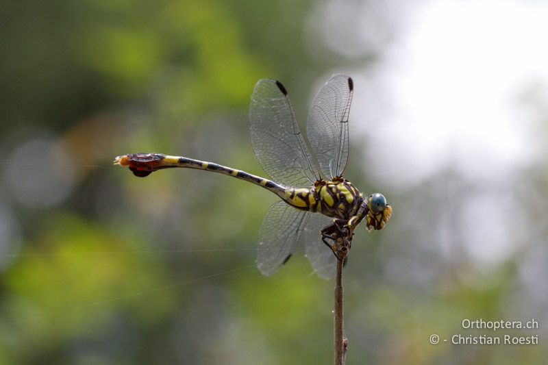 Paragomphus sabicus, Sabi Hooktail ♀ - SA, Limpopo, Mutale, Pafuri River Camp, 02.01.2015