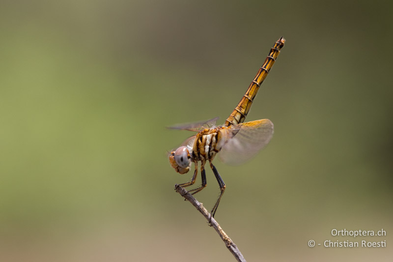 Trithemis kirbyi, Kirby's Dropwing - SA, Limpopo, Mutale, Pafuri River Camp, 02.01.2015