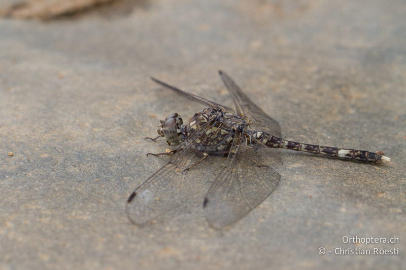 Bradinopyga cornuta, Don-Dwala ♂ - SA, Mpumalanga, Matibidi, Seitenbach vom Blyde River, 10.01.2015