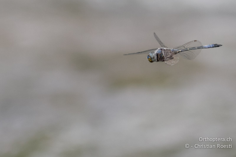 Zygonyx natalensis, Blue Cascader ♂ - SA, Mpumalanga, Matibidi, Seitenbach vom Blyde River, 10.01.2015