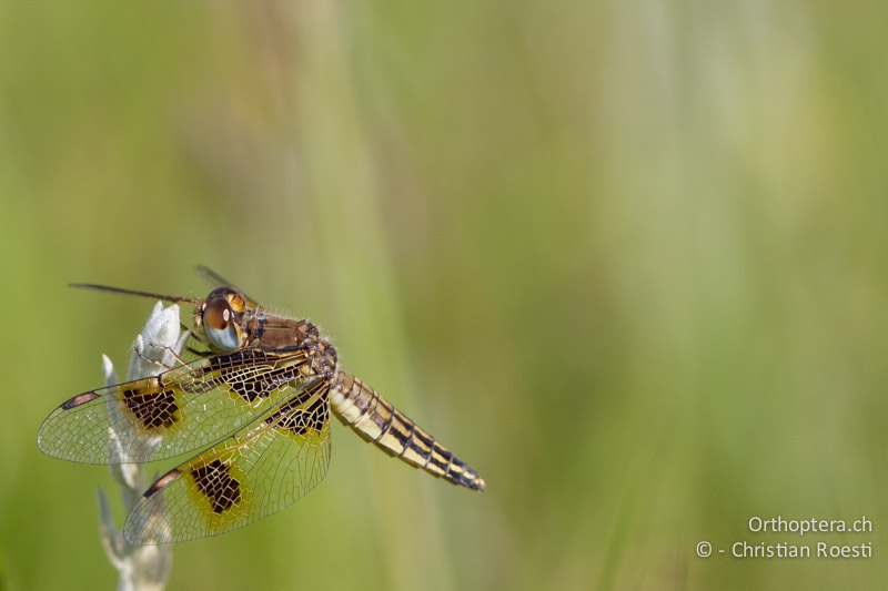 Palpopleura jucunda, Yellow-veined Widow ♀ - SA, Mpumalanga, Matibidi, 11.01.2015