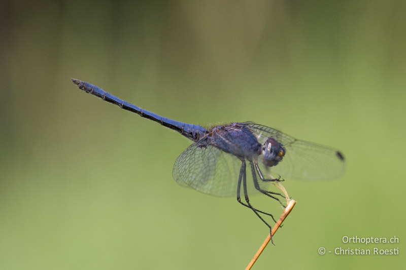 Südafrika Libellentour 2014 - Anisoptera