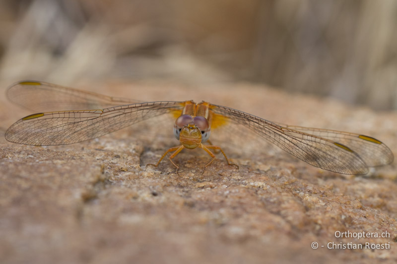 Crocothemis erythraea, Broad Scarlet ♀ - SA, Nort West, Rustenburg, Magaliesberg, 14.01.2015
