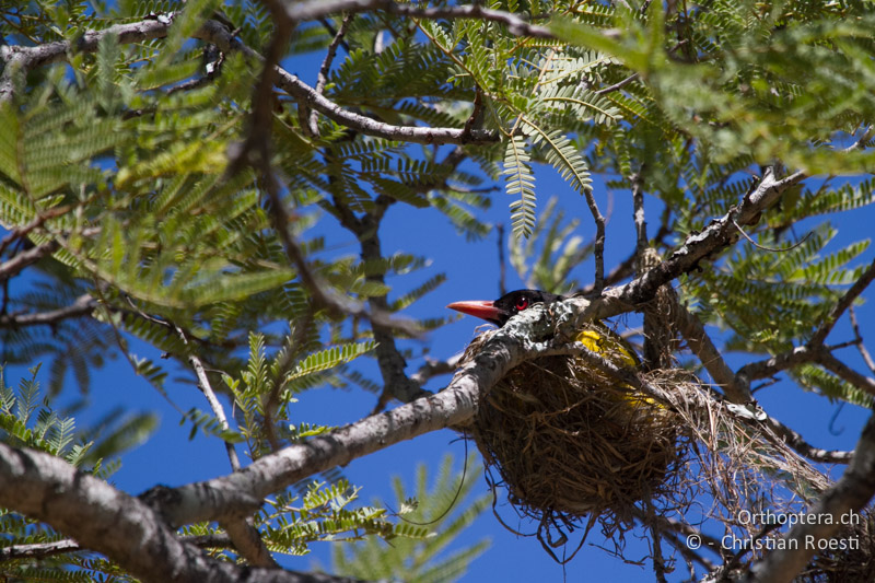 Eastern black-headed Oriole (Oriolus larvatus) - SA, Limpopo, Nylsvlei Nature Reserve, 30.12.2014