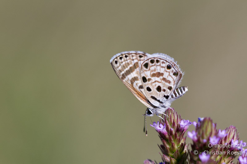 Bläuling - SA, Limpopo, Nylsvlei Nature Reserve, 30.12.2014