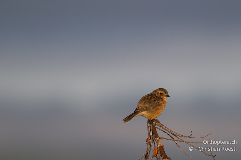 African Stonechat (Saxicola torquatus) - SA, Limpopo, Nylsvlei Nature Reserve, 31.12.2014