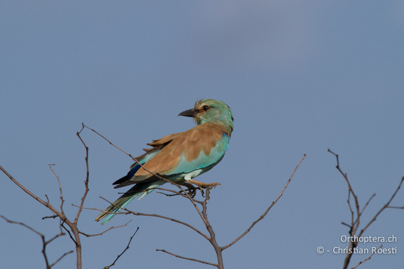 Blauracke im Überwinterungsgebiet - SA, Limpopo, Krüger Park, Pafuri, 03.01.2015